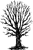 Barren Tree